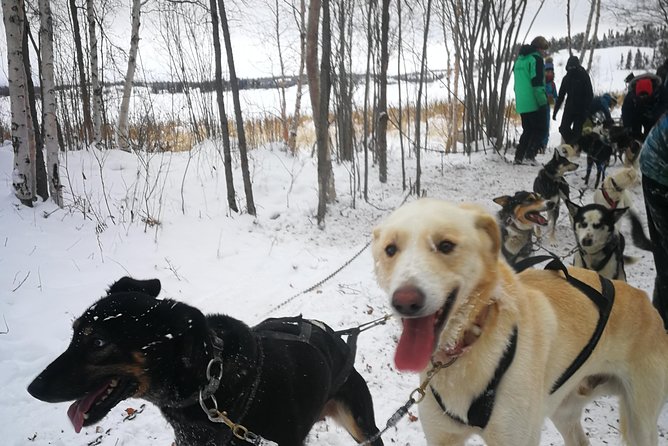 Dog Sledding - Key things I’d highlight before you book