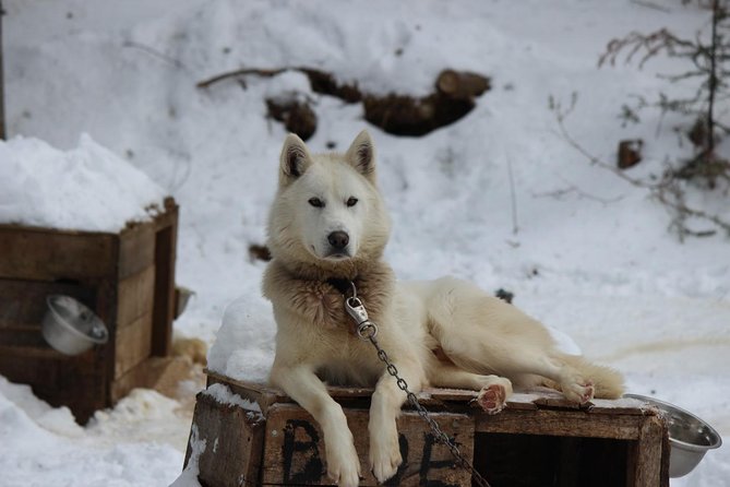 Dogsled Diable Adventure in Mont-Tremblant - Mont Tremblant Dogsled Diable: the feel and who it fits best