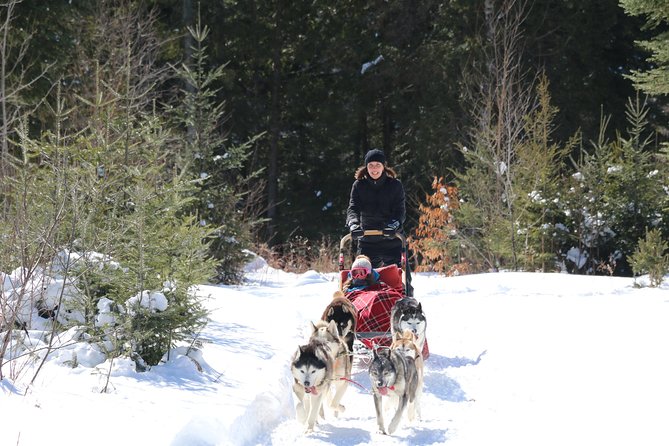 Dogsled Diable Adventure in Mont-Tremblant - Price of $233.91: what makes it feel worth it