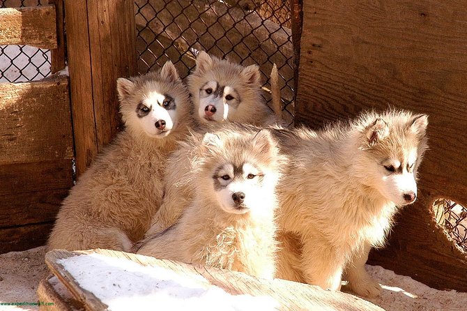 Dogsled Diable Adventure in Mont-Tremblant - Getting there and the timing that actually helps