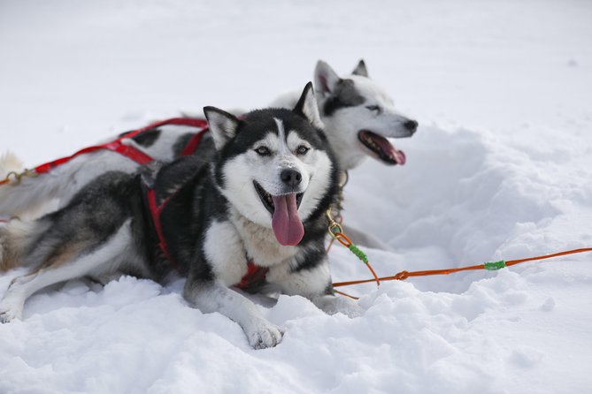Dogsled Diable Adventure in Mont-Tremblant - Should you book Diable Dogsled Adventure in Mont Tremblant?