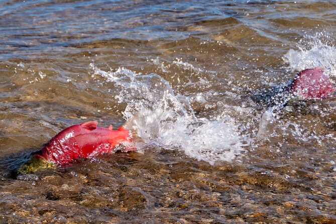 E-Bike Salmon Adventure - Meet at Lakeside Eco-Sports, Then Start Rolling