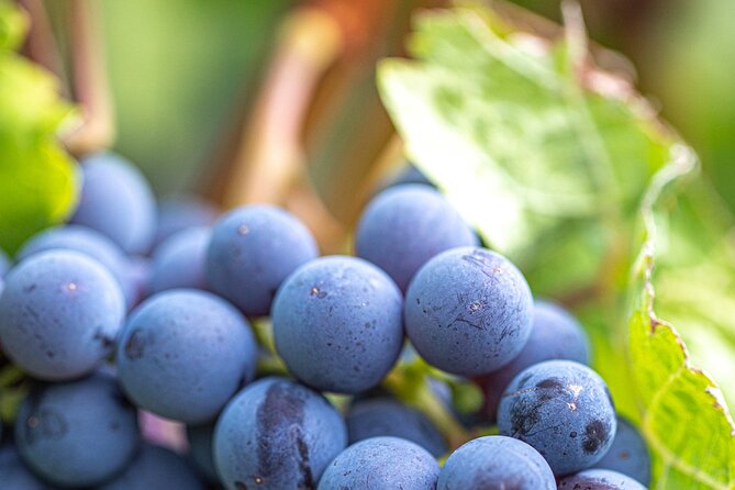 East Kelowna Full Day Guided Wine Tour With 5 Wineries - Stop 5: Sperling Vineyards and High Elevation Mineral Character