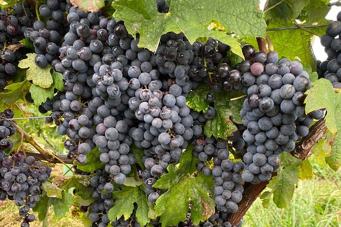 Epic Wine and Waterfall Tour - Niagara-on-the-Lake City Hall Hour: Where to Eat, Shop, or Walk