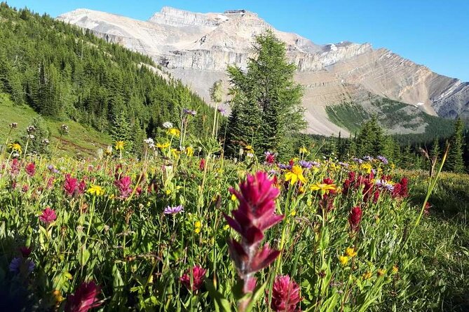 Exclusive Skoki Backcountry Guided Hiking in Lake Louise with Van Shuttle - Key highlights worth planning for