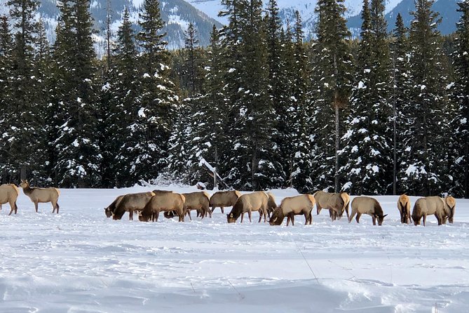 Experience Banff & Lake Louise | Moraine - PRIVATE DAY TOUR - Price and what you truly get for $300 per person