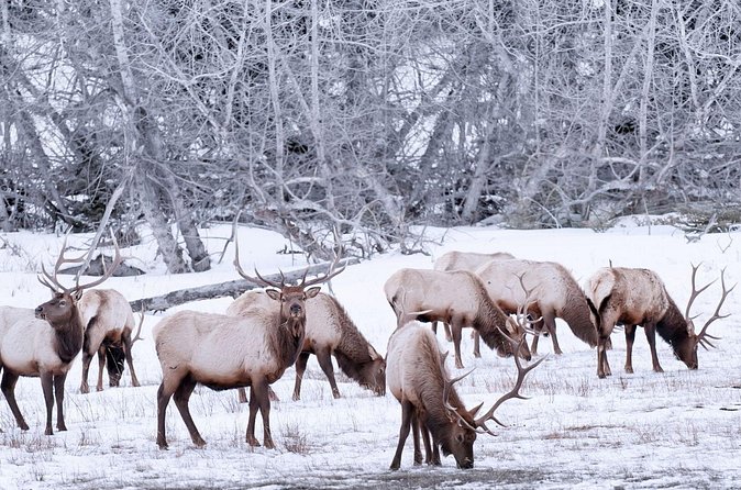 Explore Banff + Wildlife - Mount Norquay Lookout: Highest Spot for Animal-Spotting Chances