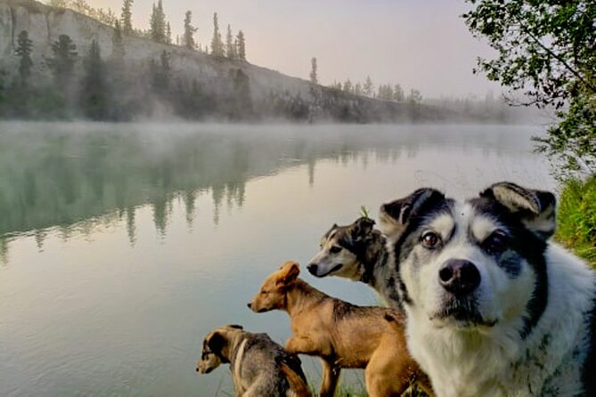 Fall Color Tour in Yukon from Whitehorse - Lodge meals: more than just included food