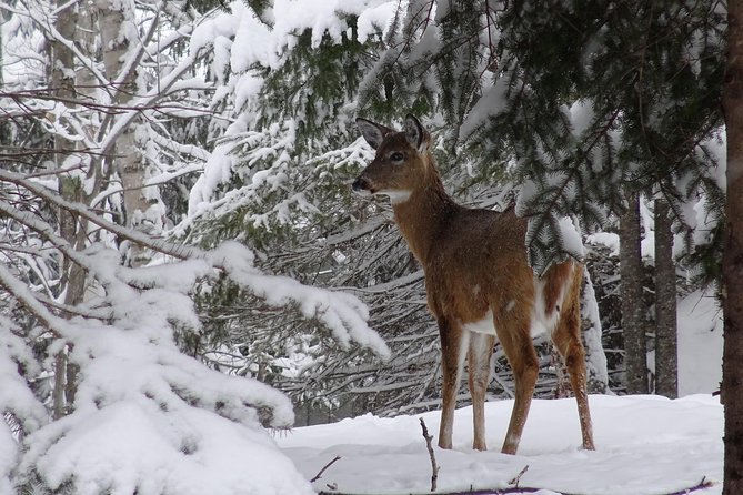 Fire Man Guided Snowshoe Tour in Mont-Tremblant - What to Wear for Comfort (So You Enjoy the Walk)