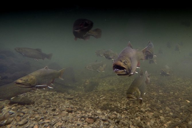 Fly Fishing Guided Experiences - Gear, waders, and a casting lesson that doesn’t talk down to you