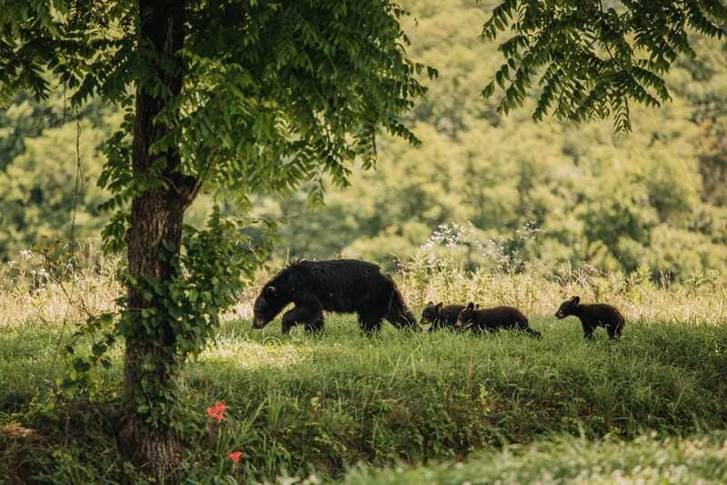 From Banff: Banff Wildlife & Scenic Highlights Premium Tour - How the guide improves your odds without selling a fantasy