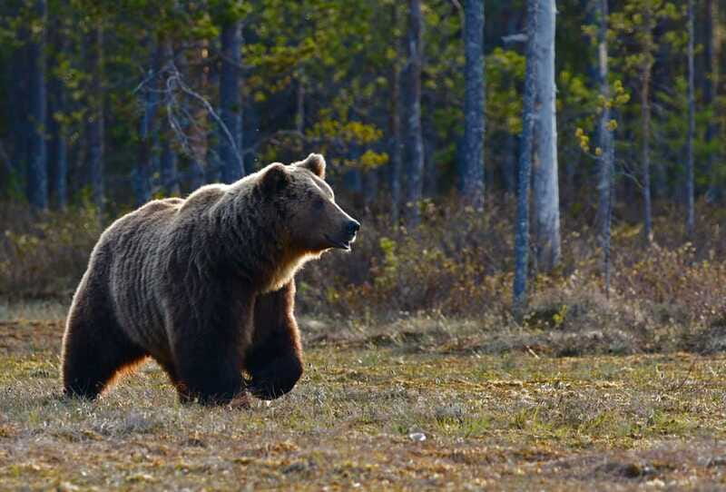 From Banff: Banff Wildlife & Scenic Highlights Premium Tour - What makes this tour feel “premium” on the ground