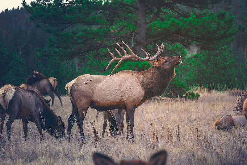 From Banff: Banff Wildlife & Scenic Highlights Premium Tour - What to bring, plus simple rules that keep the ride smooth