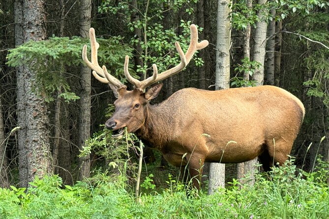 From Banff: Shuttle Service to Moraine Lake & Lake Louise - Banff Explorer Shuttle: Why This Day Feels Easier