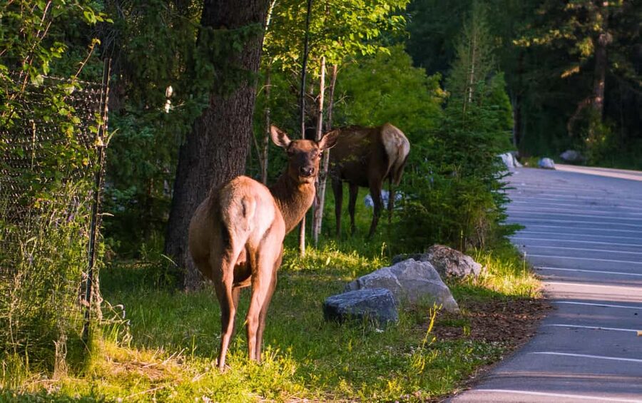 From Calgary/Banff: Moraine Lake & Lake Louise Half-Day Tour - Getting There: Pickup Options and How the Day Runs