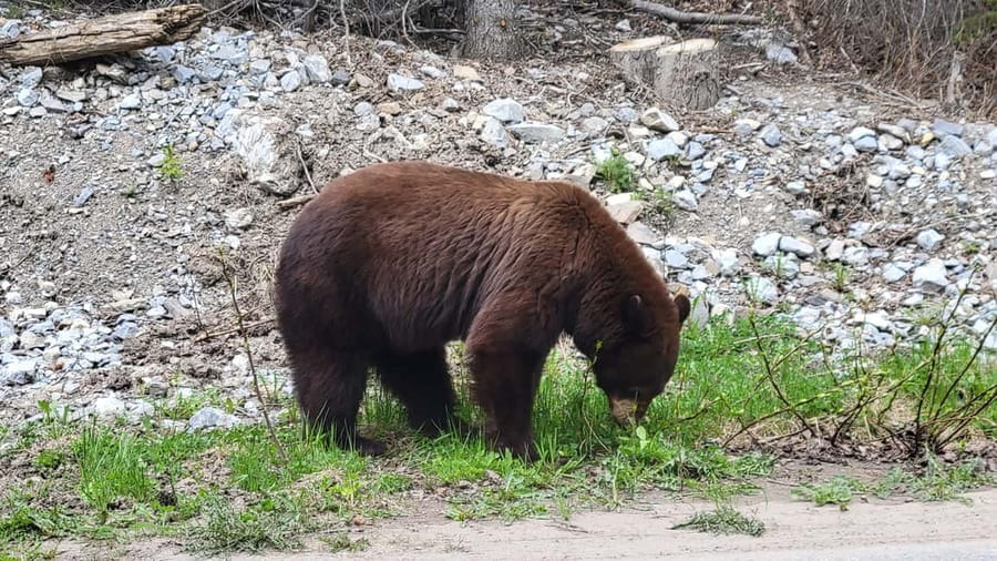 From Calgary to Banff: Day Trip with Wolfdog Sanctuary Visit - Banff National Park Views, Minnewanka, and Two Jack Photo Time