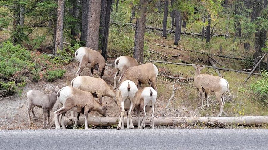 From Calgary to Banff: Day Trip with Wolfdog Sanctuary Visit - Who This Tour Fits Best, and Who Should Skip It