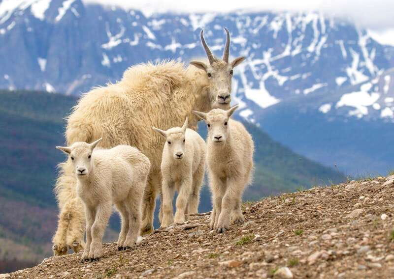 From Jasper: Jasper National Park Wildlife Discovery Tour - Should You Book? My Practical Recommendation