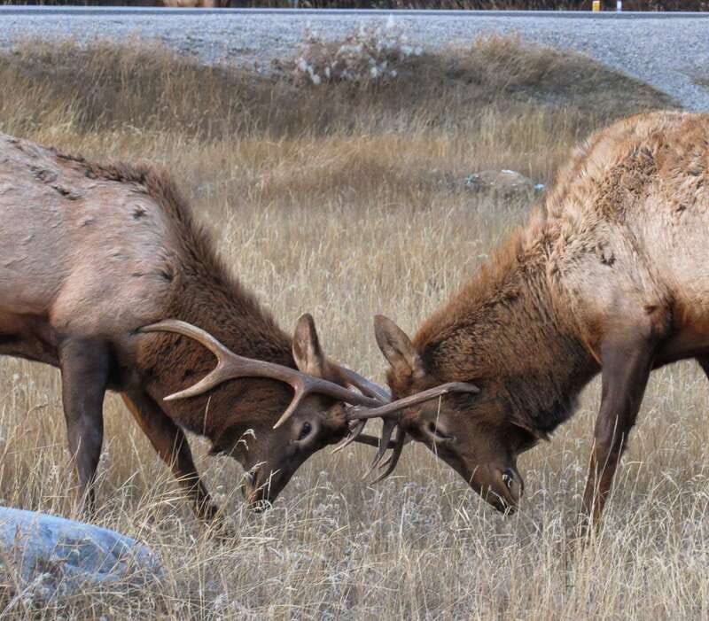 From Jasper: Jasper National Park Wildlife Discovery Tour - Wildlife Sightings: How Likely Is It, Really?