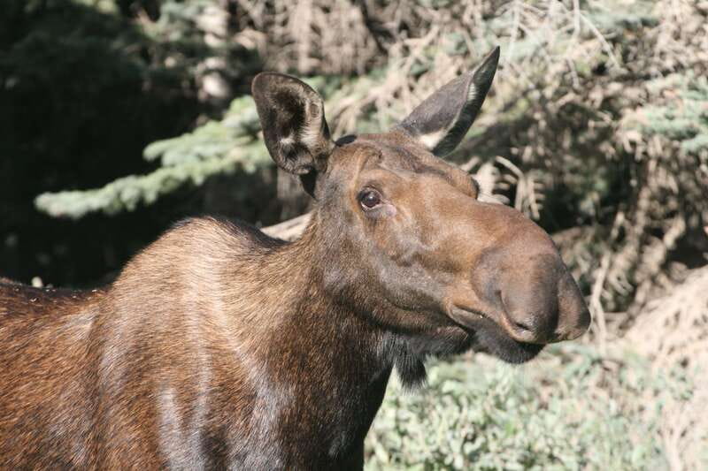 From Jasper: Jasper National Park Wildlife Discovery Tour - Route Reality Check: Why Some Days Feel Like the Highway