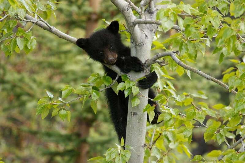 From Jasper: Jasper National Park Wildlife Discovery Tour - Who This Tour Is Best For, and Who Might Skip It