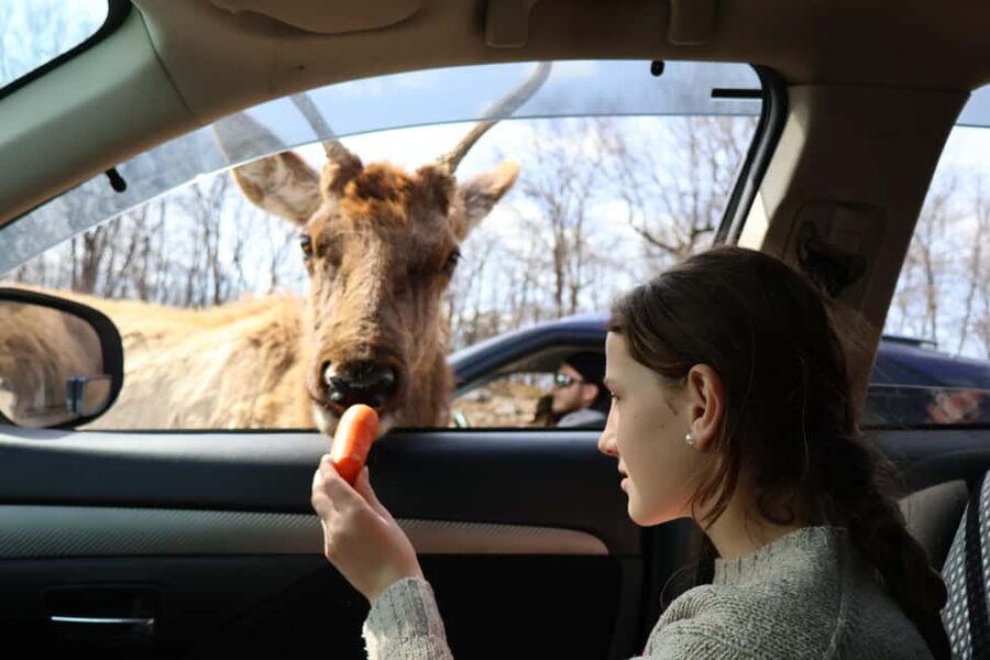 From Montreal: Omega Park Wildlife Safari Calling Sounds - Key Highlights You Will Actually Care About