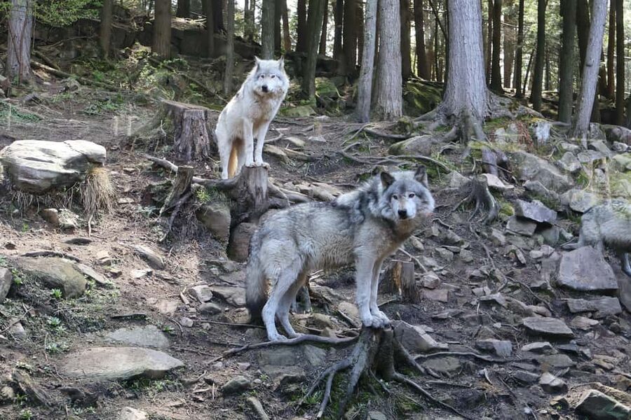 From Montreal: Omega Park Wildlife Safari Calling Sounds - Why This Safari Feels Different From Regular Wildlife Viewing