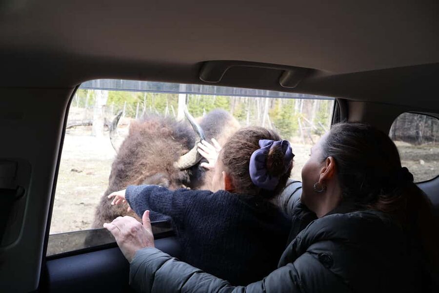 From Montreal: Omega Park Wildlife Safari Calling Sounds - Inside Parc Omega: Wildlife Viewing With a Private Guide