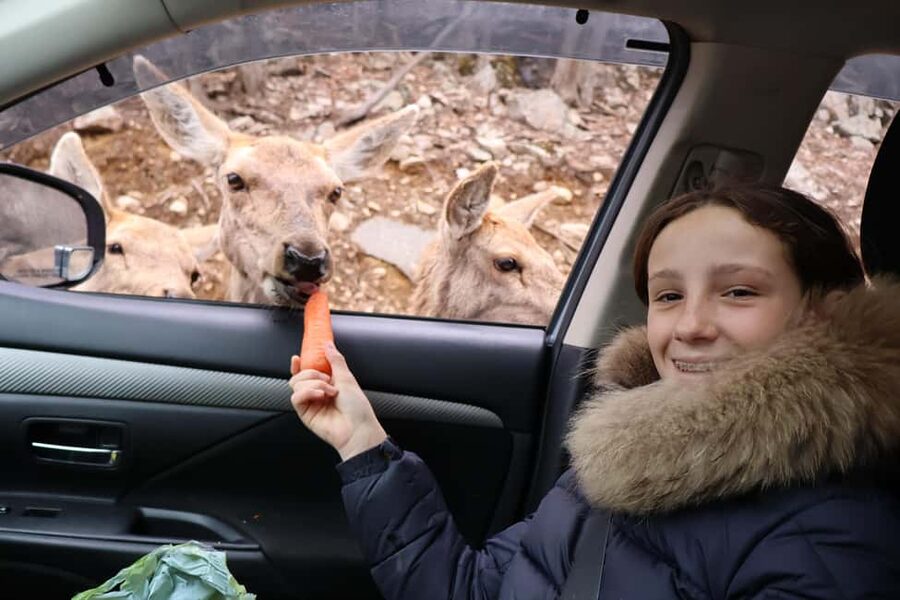 From Montreal: Omega Park Wildlife Safari Calling Sounds - Ethical Feeding Moments: Fun, but Keep It Respectful