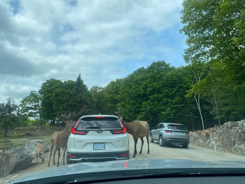 From Montreal: Omega Park Wildlife Safari Calling Sounds - The Break, Photo Stop, and Free Time: A Breather That Helps Your Day
