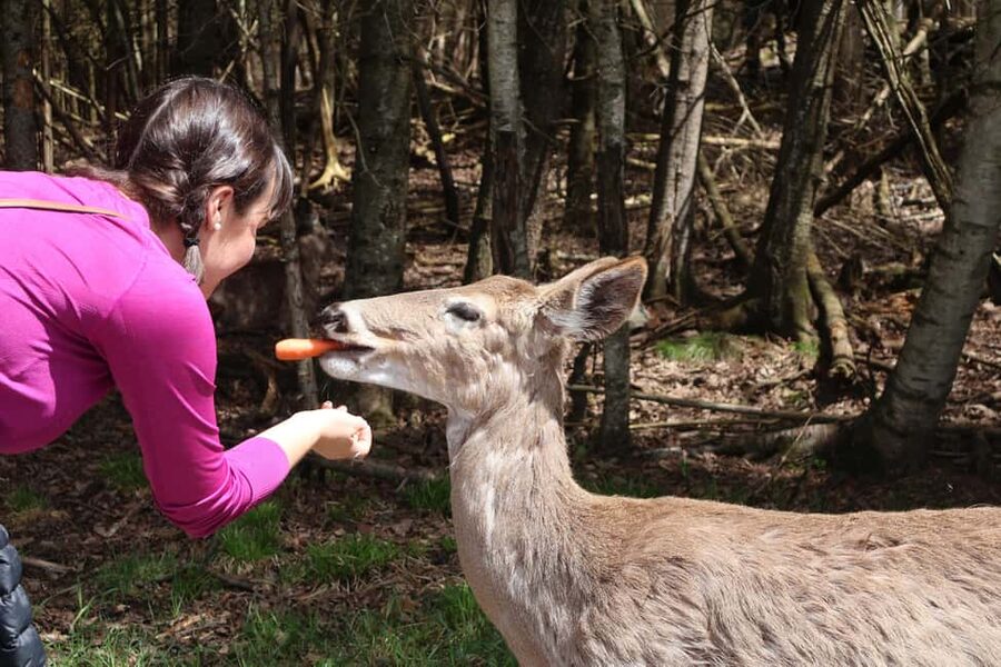 From Montreal: Omega Park Wildlife Safari Calling Sounds - More Guided Viewing at Parc Omega: When the Park Tries Different Angles