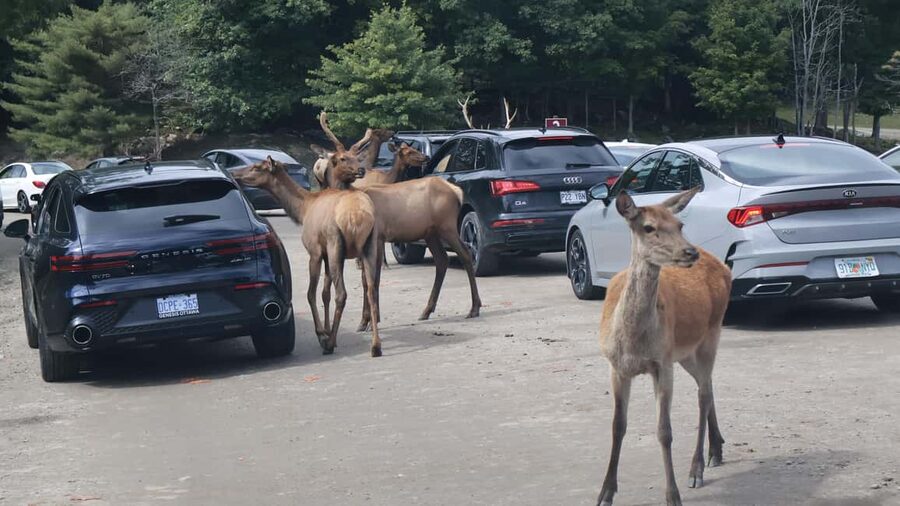 From Montreal: Omega Park Wildlife Safari Calling Sounds - Omega Park Conservation: Your Visit Has a Purpose