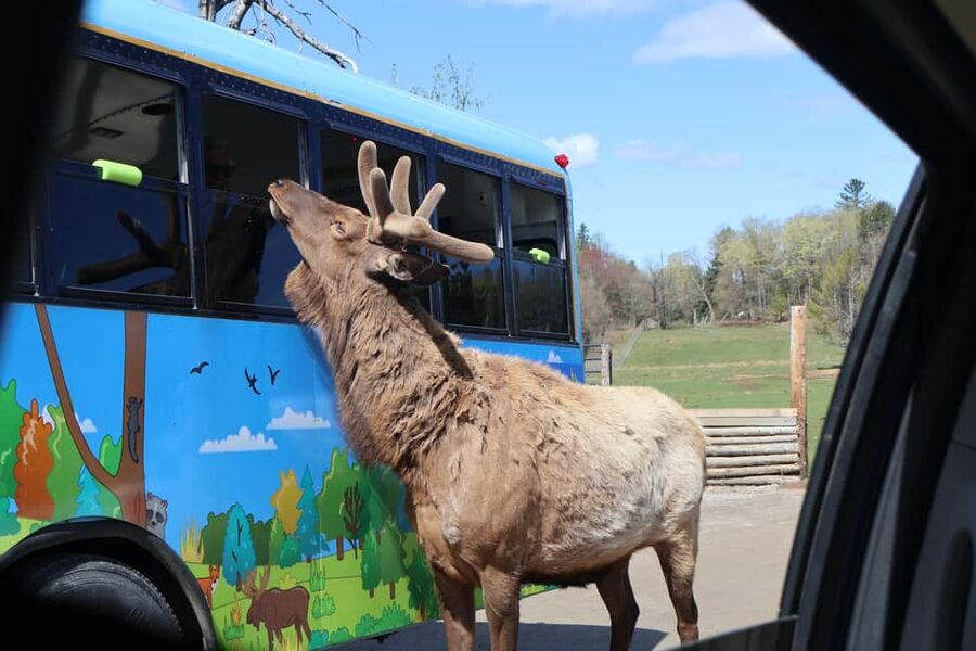 From Montreal: Omega Park Wildlife Safari Calling Sounds - What You Actually Get: Included Value That Adds Up