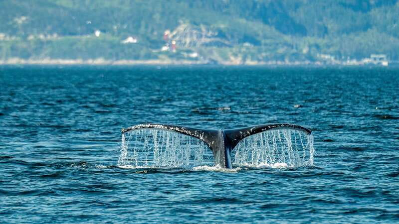 From Quebec City: Whale Watching Excursion Full-Day Trip - Key things that make this trip worth your time
