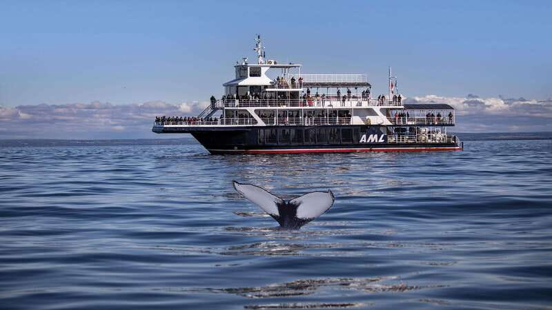 From Quebec City: Whale Watching Excursion Full-Day Trip - Fontaine de Tourny to Baie-Sainte-Catherine, Charlevoix is part of the show