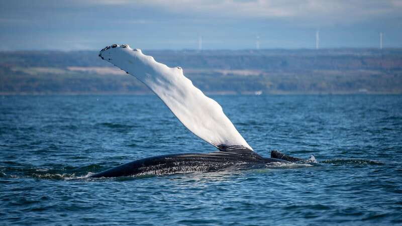From Quebec City: Whale Watching Excursion Full-Day Trip - Key photo stops and viewpoints, from Prince Shoal Light to Pointe-Noire