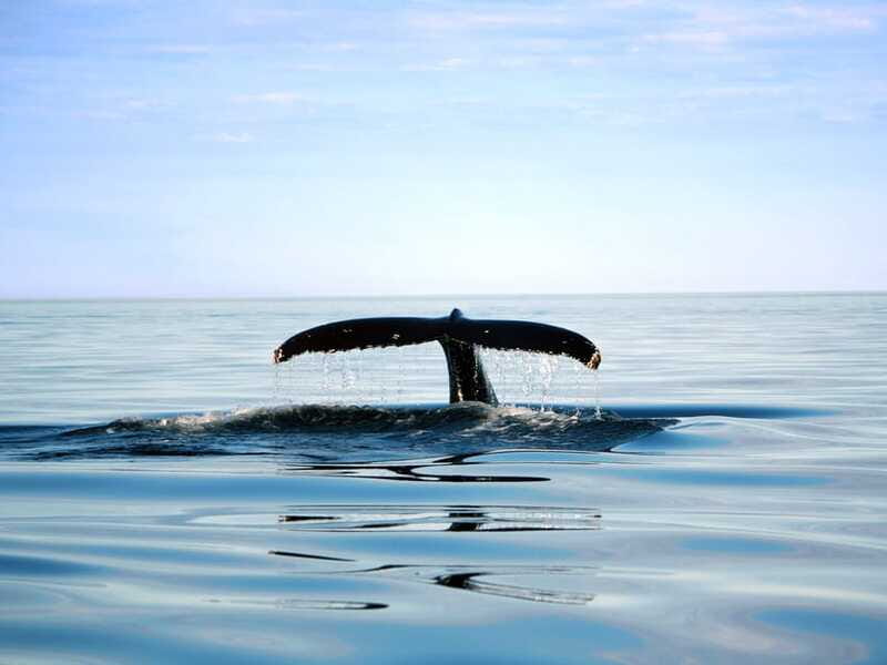 From Quebec City: Whale Watching Excursion Full-Day Trip - Timing that feels long, but works if you plan your break and your layers