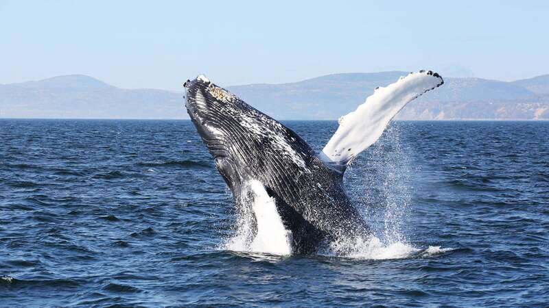From Quebec City: Whale Watching Excursion Full-Day Trip - Boat or Zodiac on the Saguenay Fjord, pick your comfort and your closeness