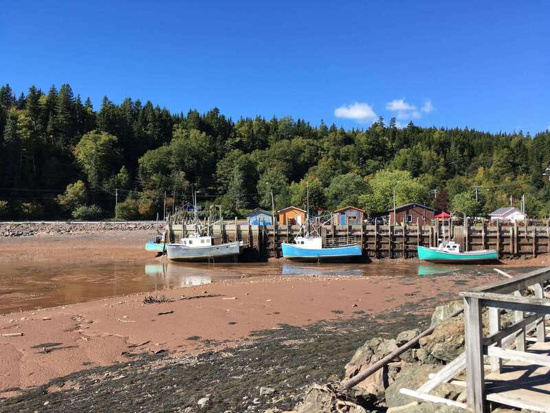 From Saint John: Bay of Fundy Bus Trip for Cruise Passengers - Timing, Buses, and How Cruise Days Run in Real Life