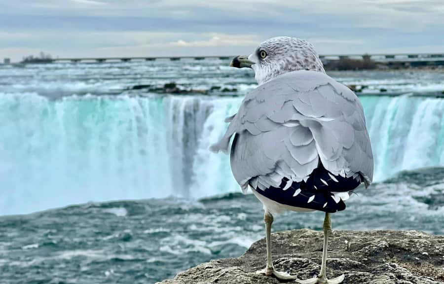 From Toronto: Niagara Falls Tour + Boat Ride and/or Journey - Lunch and shopping: your free time is flexible, but plan the basics