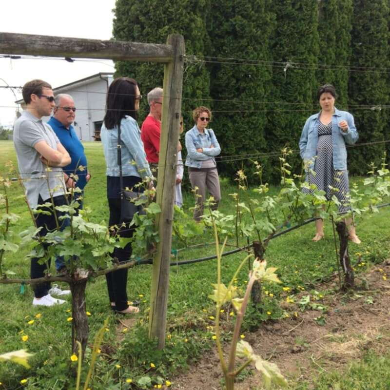 From Vancouver: Fraser Valley Wine Tour with Local Tastings - Who this Fraser Valley tour suits best