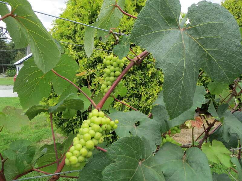 From Vancouver: Half-Day Fraser Valley Wine Tour - Vancouver to Langley in a half day, without the headache