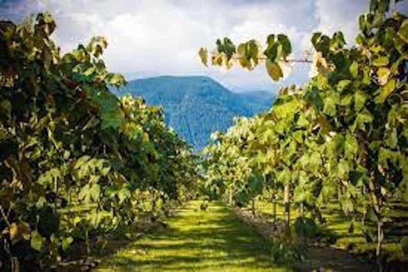 From Vancouver: Half-Day Fraser Valley Wine Tour - Price and value: is $138 a fair half-day?