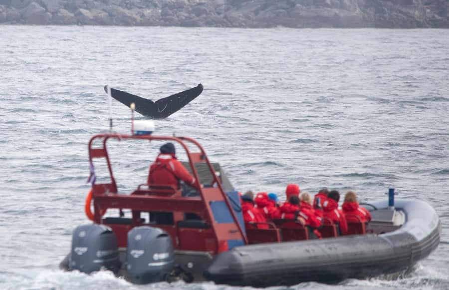 From Victoria: Whale Watching Marine Wildlife Excursion - Key things that make this whale watch work