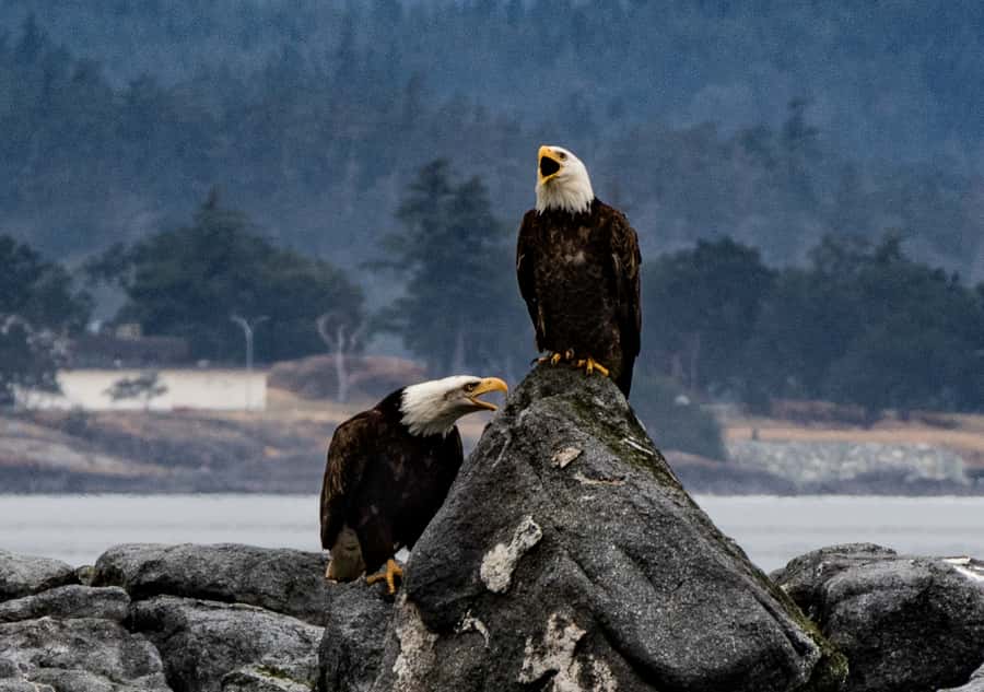 From Victoria: Whale Watching Marine Wildlife Excursion - Photo tips for a fast, open-top whale watch