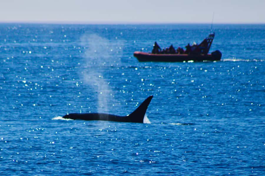 From Victoria: Whale Watching Marine Wildlife Excursion - Victoria Wharfs to Juan de Fuca in 3 hours
