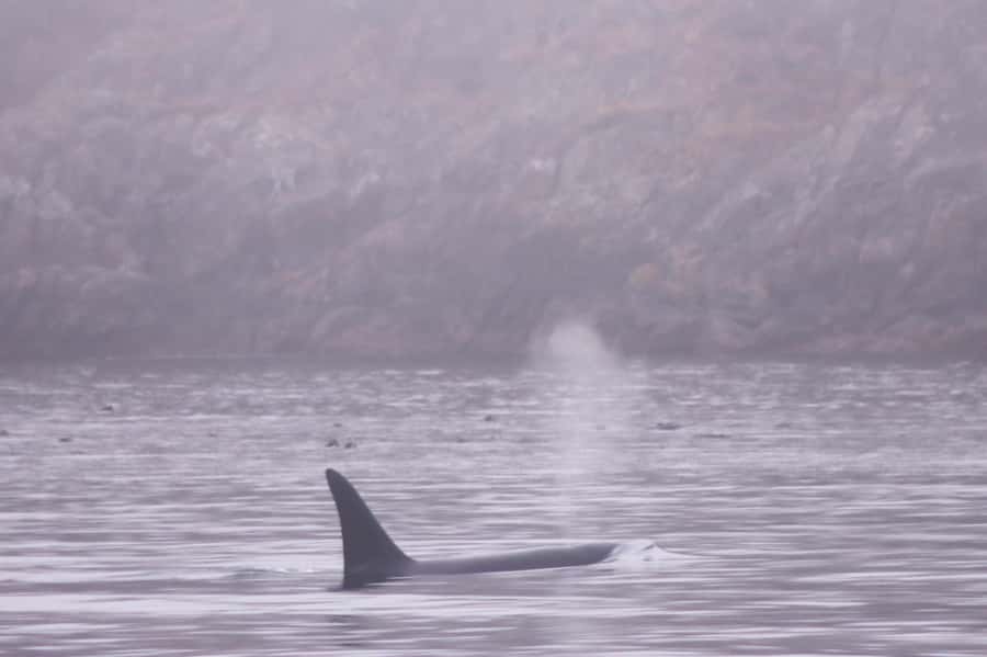 From Victoria: Whale Watching Marine Wildlife Excursion - The marine naturalist captain and why your guide matters
