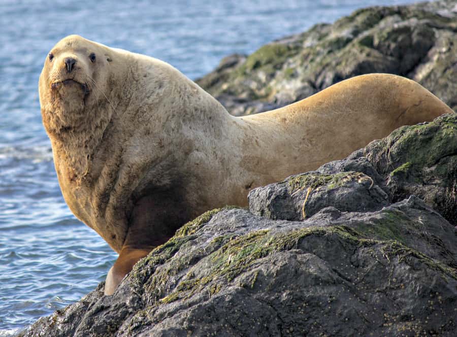 From Victoria: Whale Watching Marine Wildlife Excursion - Flotation cruiser suits, dry storage, and what to bring