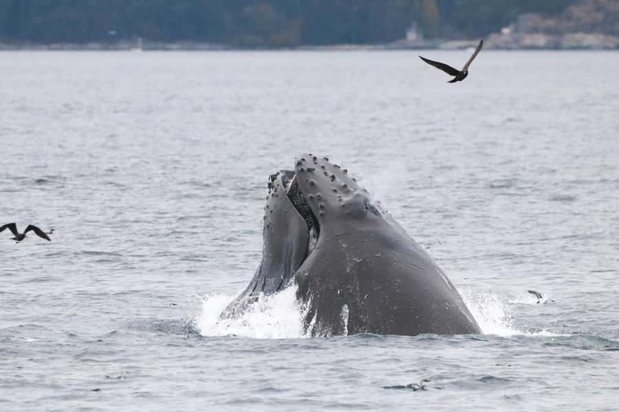 From Victoria: Whale Watching Marine Wildlife Excursion - Price and value of the $113, 3-hour ticket