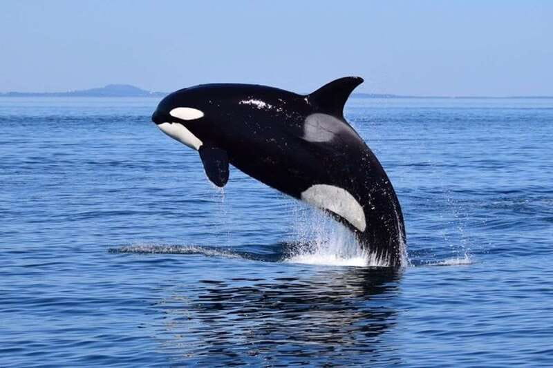 From Victoria: Whale Watching Tour by Zodiac Boat - Floatation suit first, comfort locked in before boarding